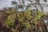 Adiantum capillus-veneris