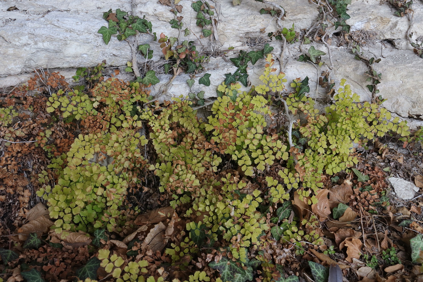 Image of Adiantum capillus-veneris specimen.