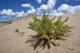Astragalus rubtzovii. Цветущее и плодоносящее растение. Казахстан, Алматинская обл., Северный Тянь-Шань, дол. р. Кегень, пески Кум-Текей, ≈ 2000 м н.у.м., барханные пески. 26 июля 2024 г.