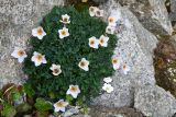 Paraquilegia anemonoides