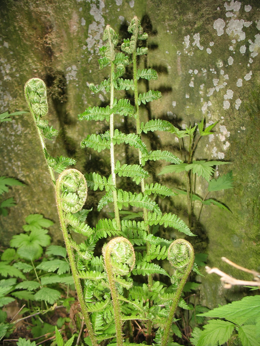 Image of Dryopteris barbigera specimen.