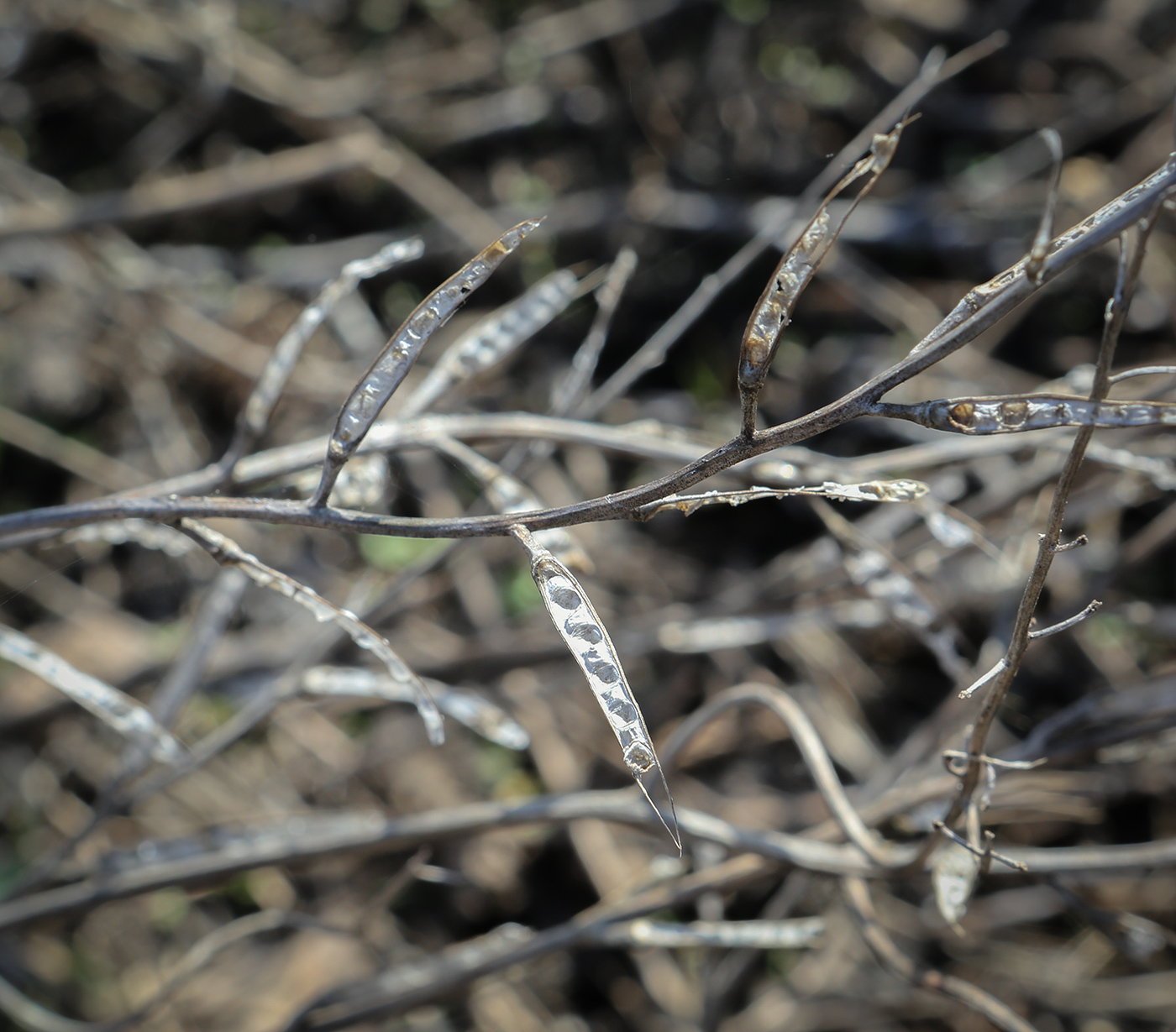 Image of familia Brassicaceae specimen.