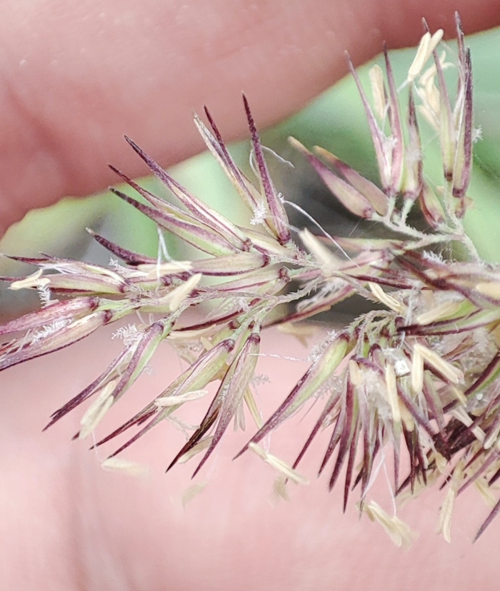 Image of Calamagrostis epigeios specimen.