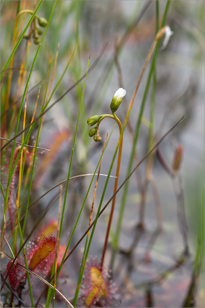 Изображение особи Drosera anglica.