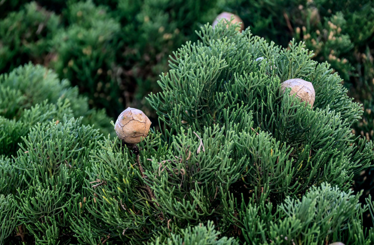 Image of Cupressus sempervirens specimen.