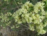 Atraphaxis pyrifolia