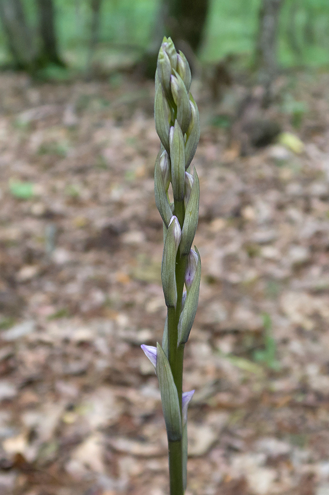 Image of Limodorum abortivum specimen.