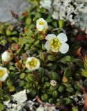 View full-size image Diapensia obovata