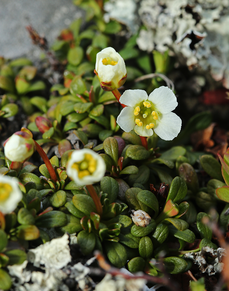 Image of Diapensia obovata specimen.