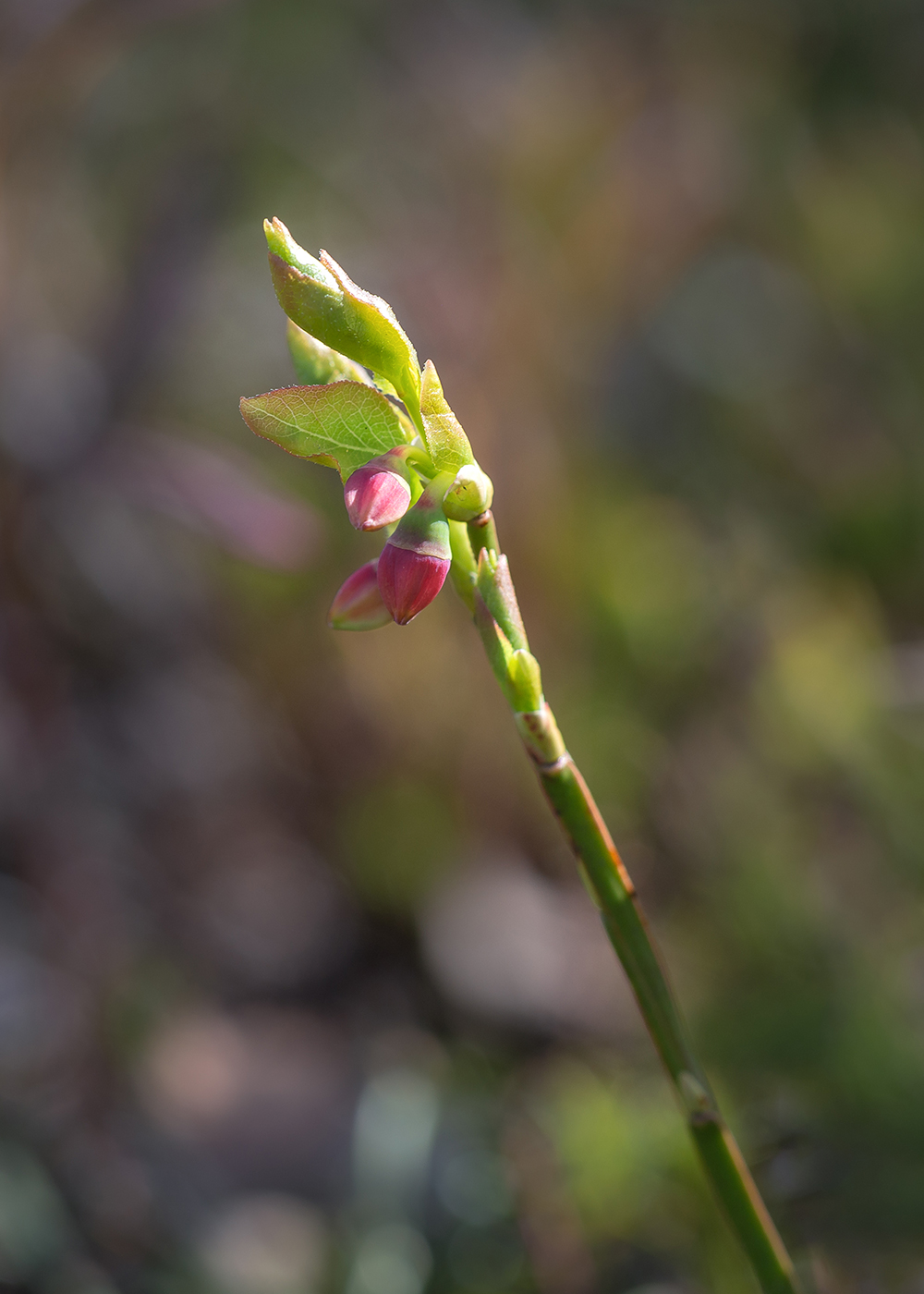 Image of Vaccinium myrtillus specimen.