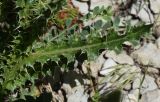 genus Carduus