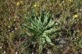 семейство Boraginaceae