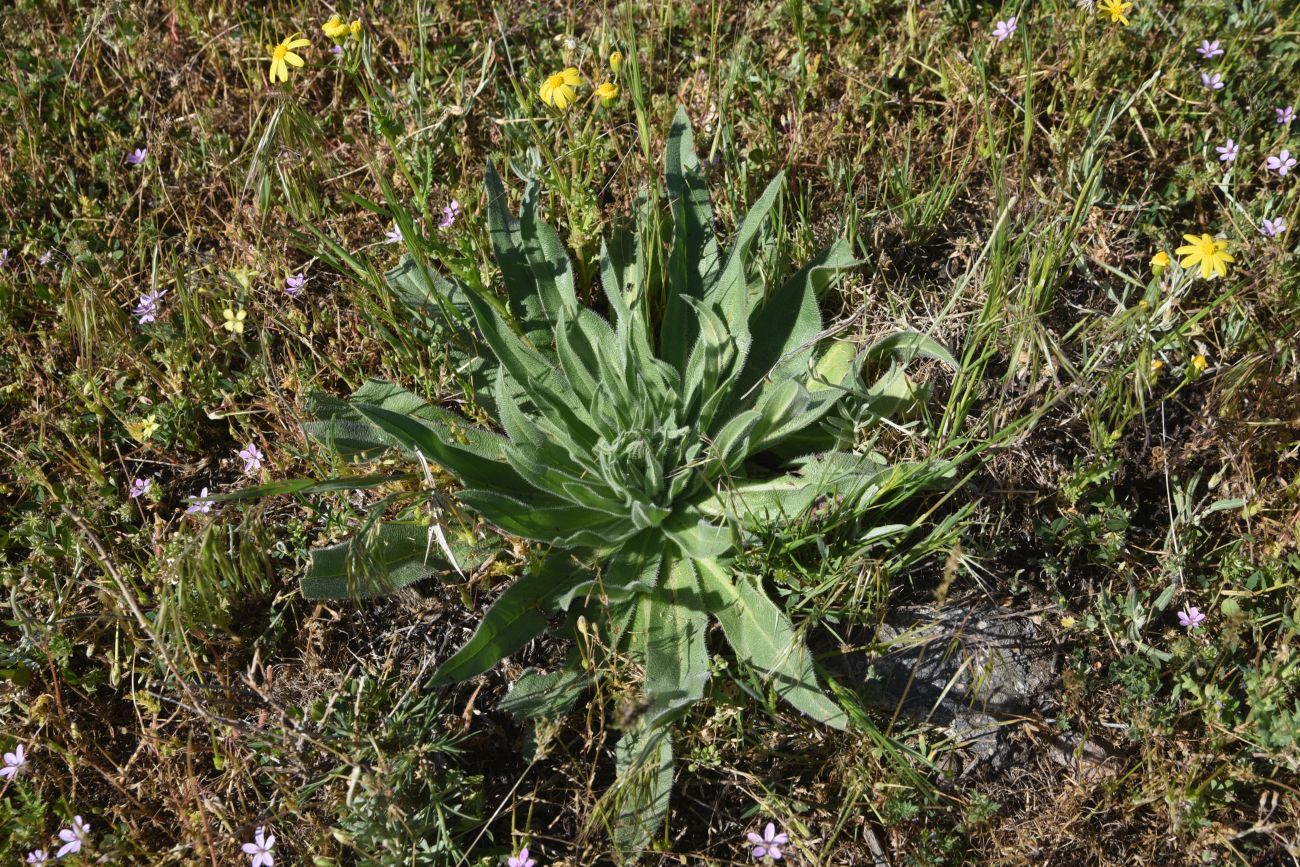 Изображение особи семейство Boraginaceae.