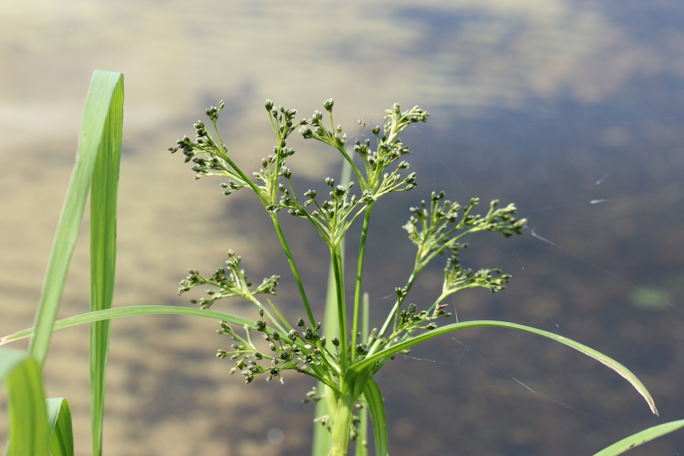 Изображение особи Scirpus sylvaticus.