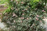 Rosa glauca. Часть кроны цветущего растения. Смоленск, ул. Тимирязева, придорожное озеленение. 10.06.2025.