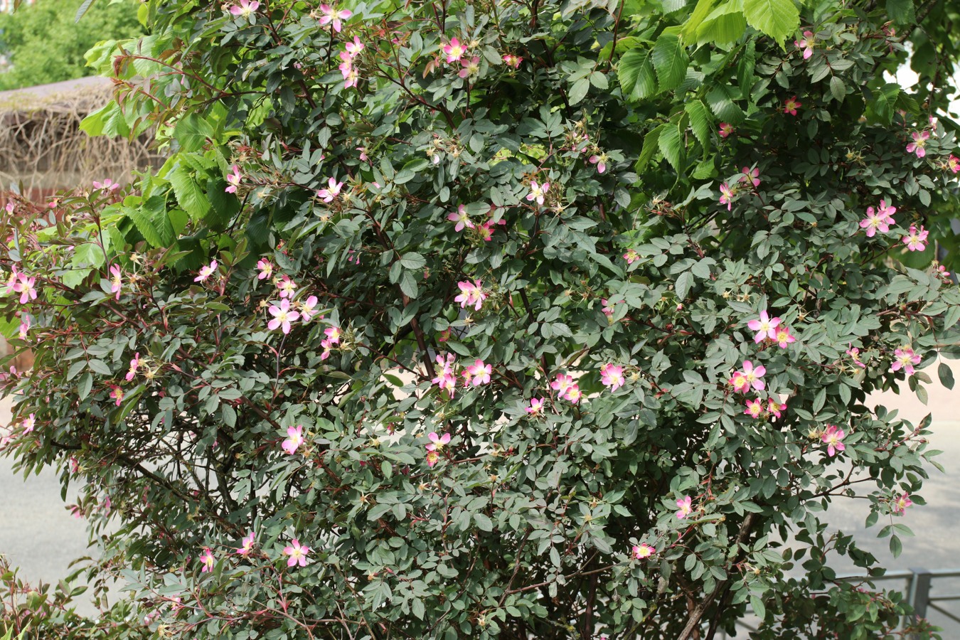 Image of Rosa glauca specimen.