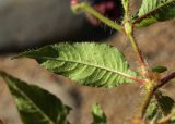 Persicaria viscosa. Часть побега с видом на абаксиальную поверхность листа. Приморский край, Октябрьский р-н, окр. с. Чернятино, дол. р. Раздольная на левом берегу, пойма, на галечниково-песчаных отложениях. 08.09.2025.