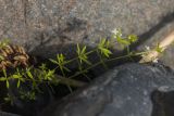род Galium