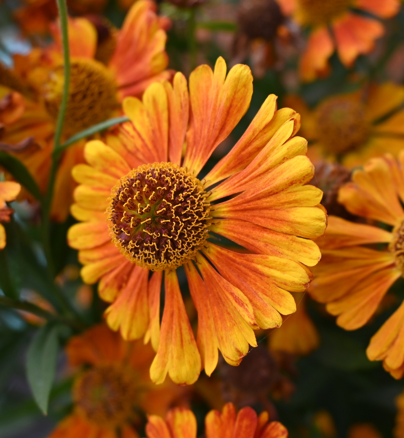 Image of familia Asteraceae specimen.