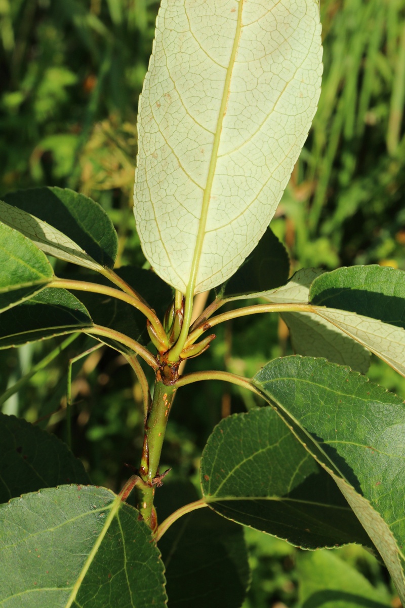 Image of genus Populus specimen.