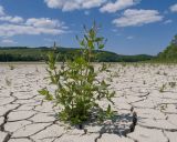 View full-size image Veronica anagallis-aquatica