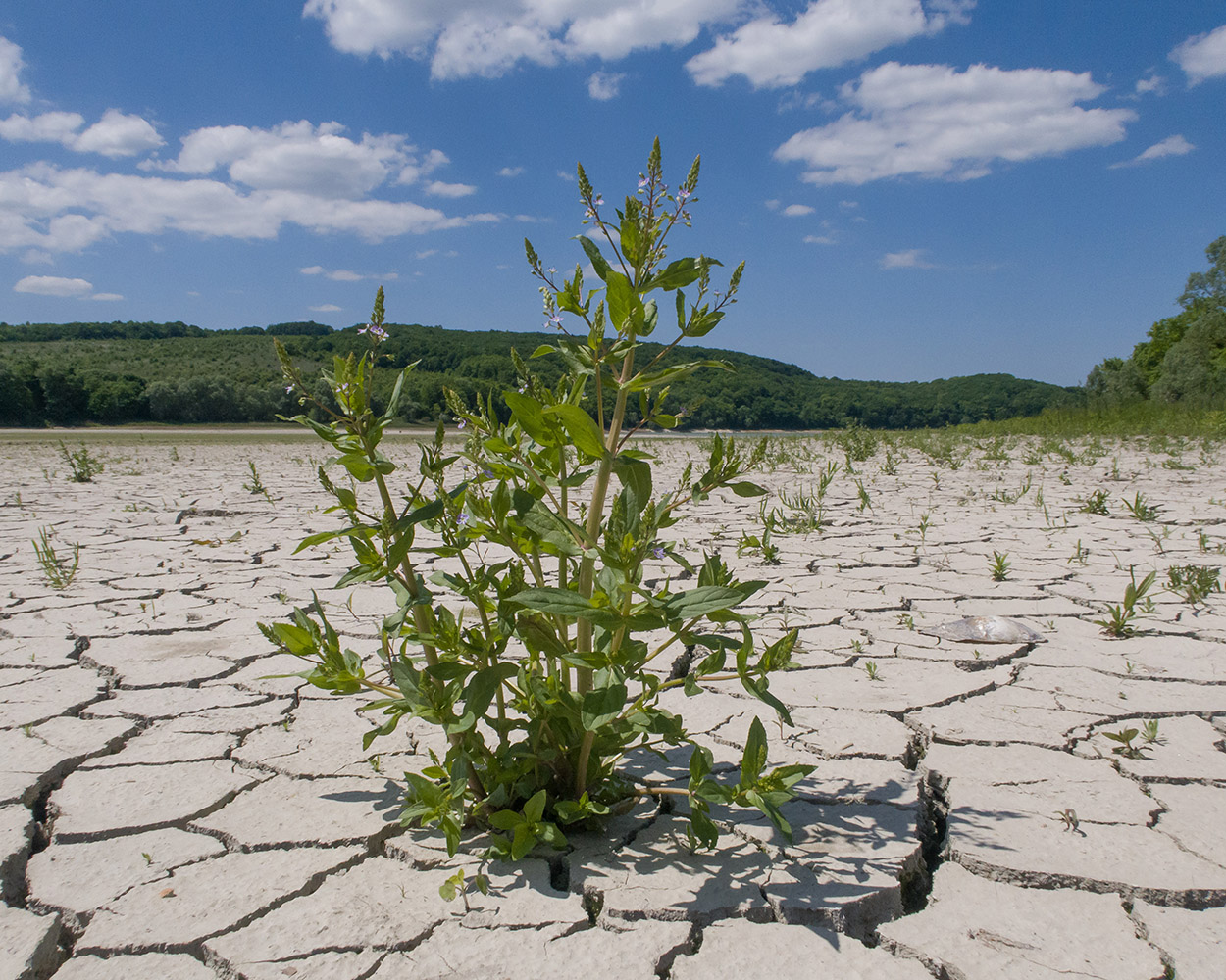 Image of Veronica anagallis-aquatica specimen.