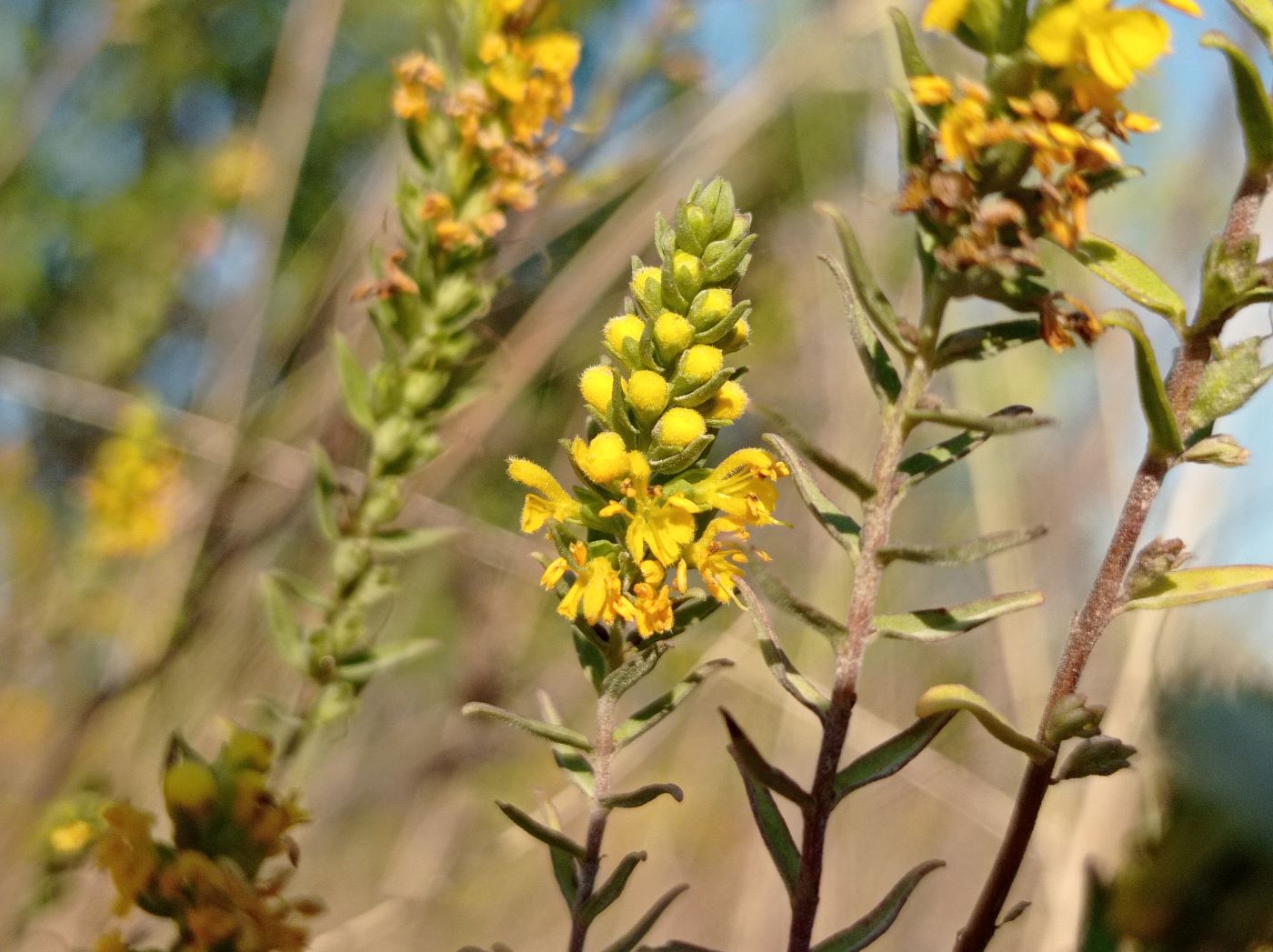 Изображение особи Orthanthella lutea.