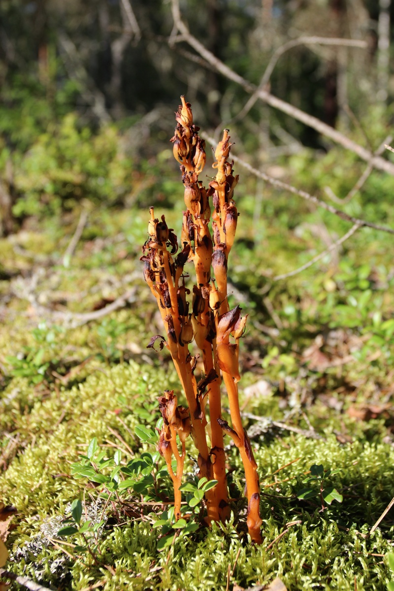 Image of Hypopitys monotropa specimen.