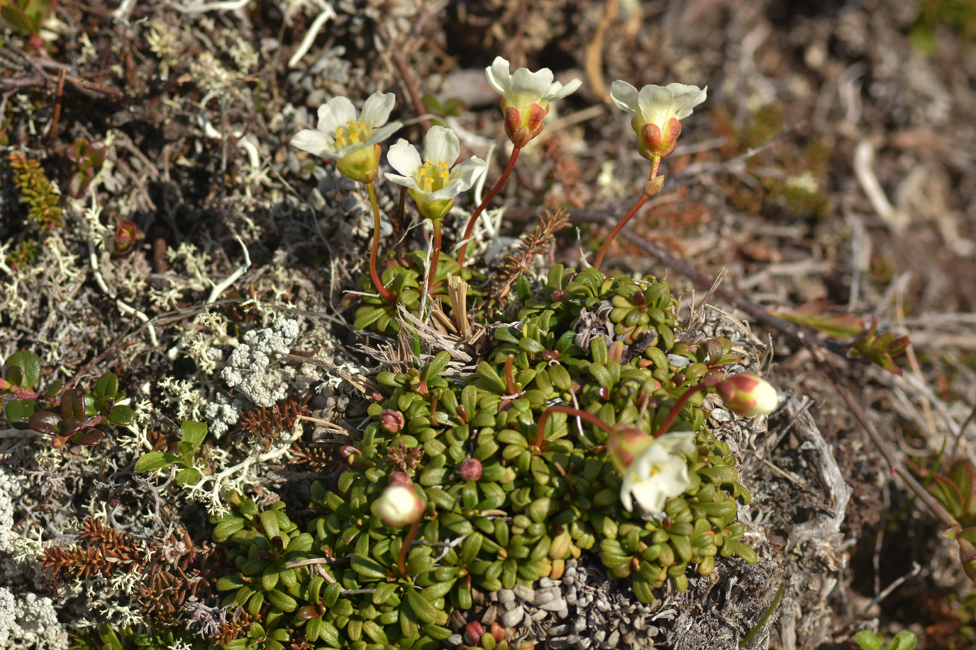 Изображение особи Diapensia obovata.