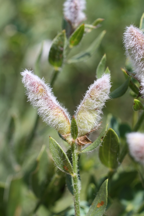 Image of Genista humifusa specimen.