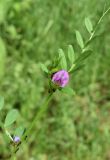 Vicia angustifolia