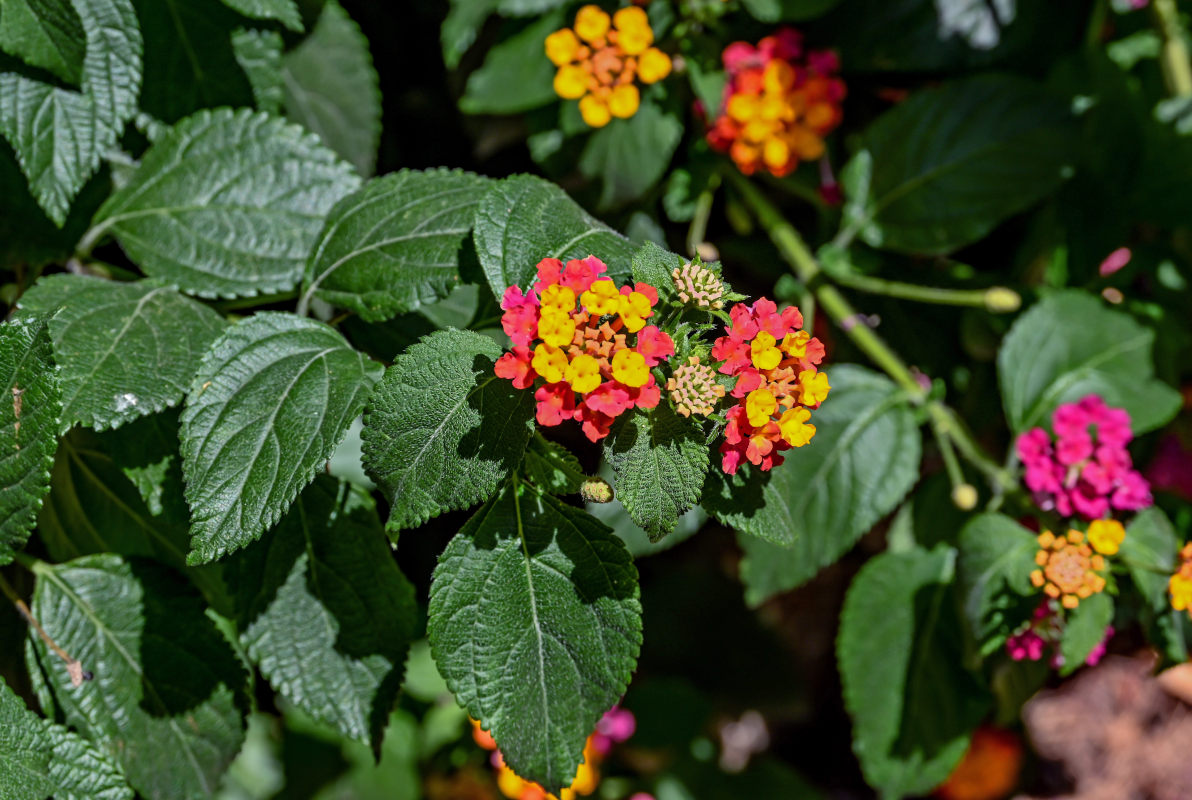 Image of Lantana &times; strigocamara specimen.