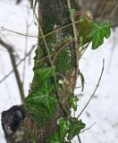 genus Hedera. Побег с листьями на стволе дерева (стебель с железками принадлежит другому растению). Крым, Симферопольский р-н, ур. Кизил-Коба, лиственный лес, берег р. Кизилкобинки. 04.01.2026.
