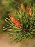 Pinus sylvestris