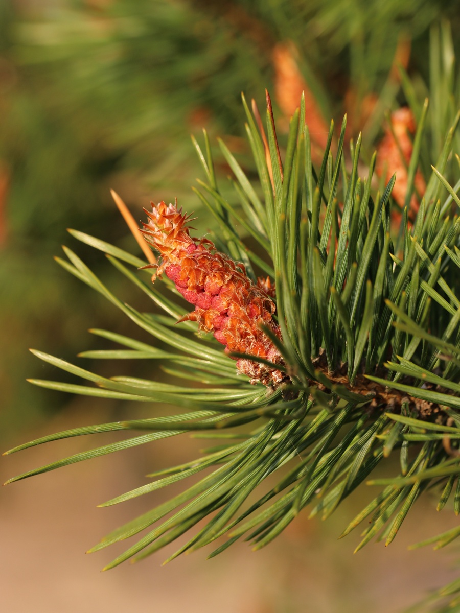 Image of Pinus sylvestris specimen.