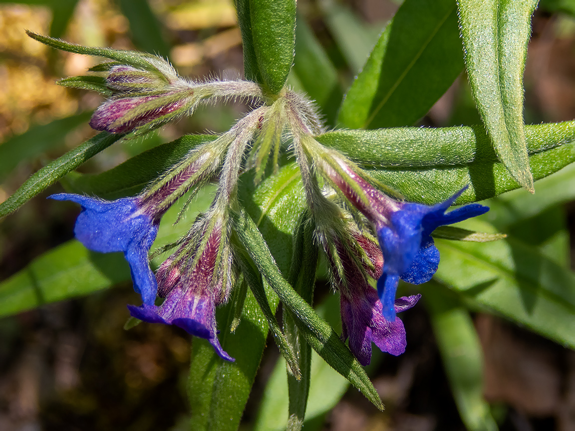 Image of Aegonychon purpurocaeruleum specimen.