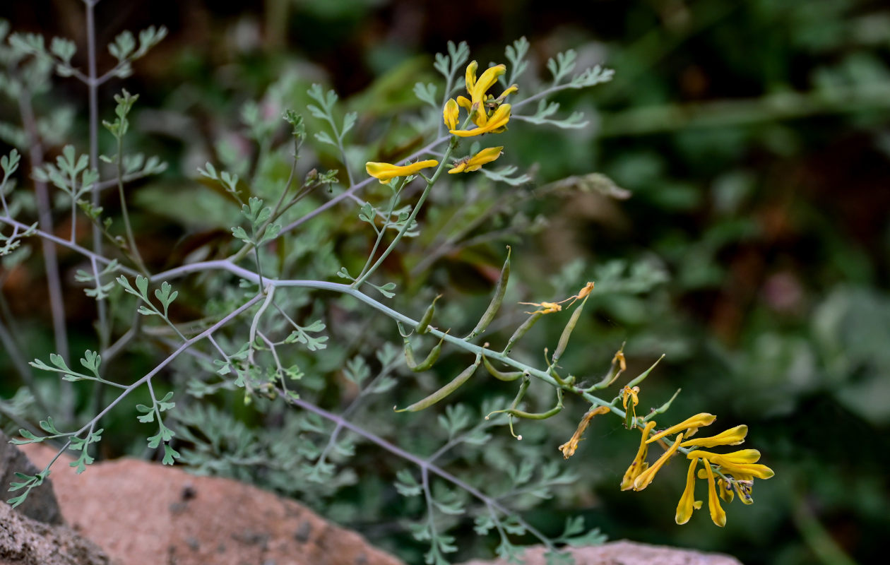 Изображение особи Corydalis adunca.