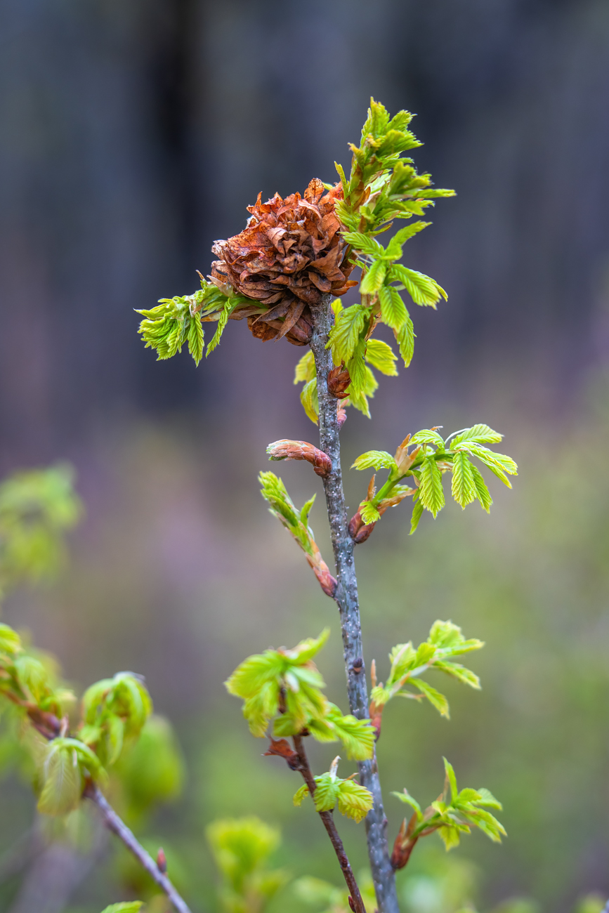 Изображение особи Quercus mongolica.
