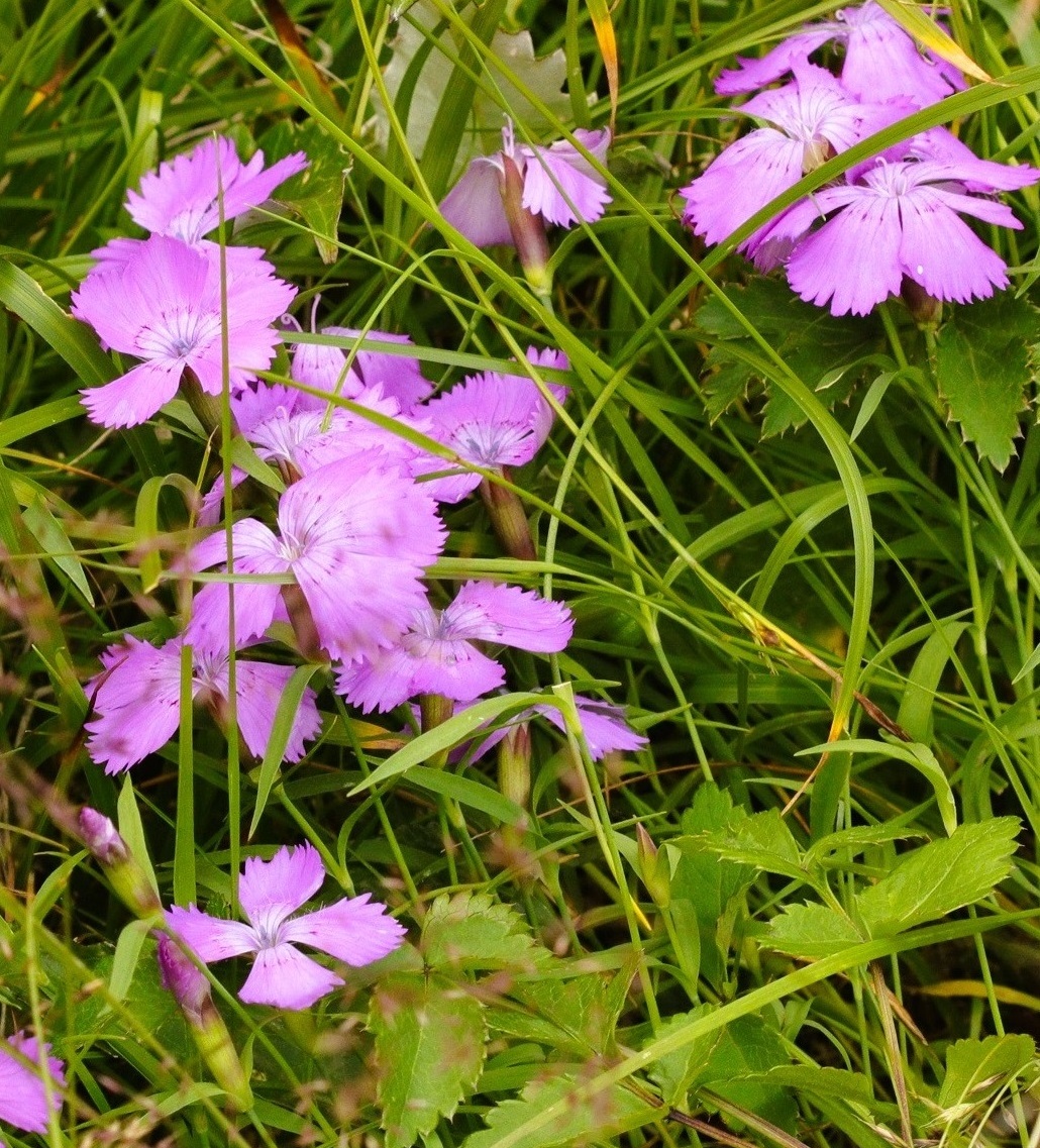 Изображение особи Dianthus repens.