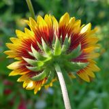 Gaillardia aristata