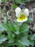 Viola arvensis