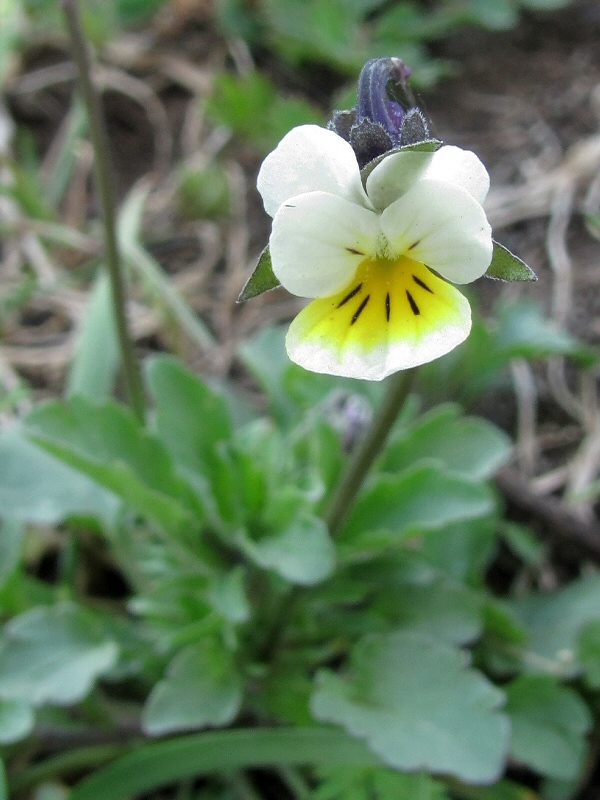 Изображение особи Viola arvensis.