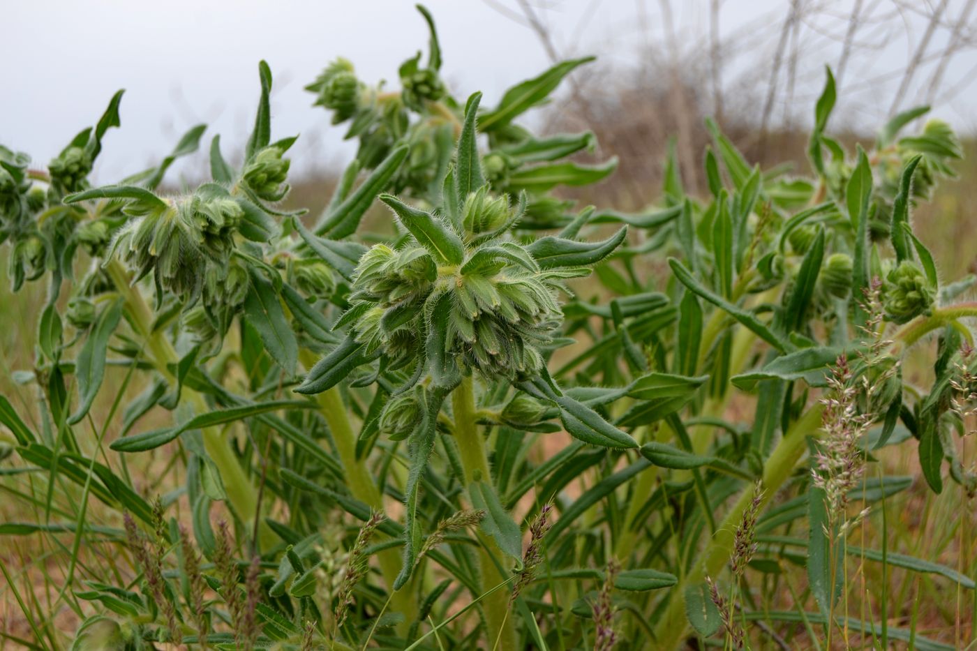 Image of Onosma setosa specimen.