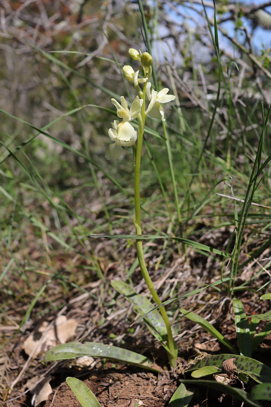 Изображение особи Orchis provincialis.