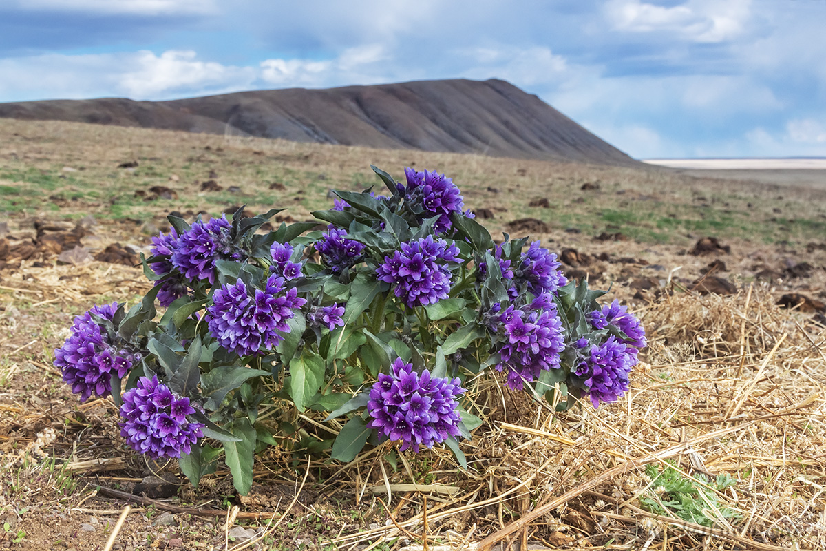 Изображение особи Physochlaina physaloides.