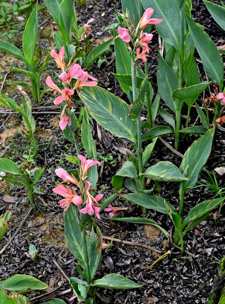 Image of genus Canna specimen.