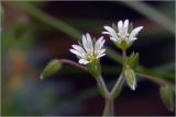 genus Cerastium. Цветки и бутоны. Московская обл., Раменский р-н, окр. дер. Хрипань, садовый участок. 22.06.2026.