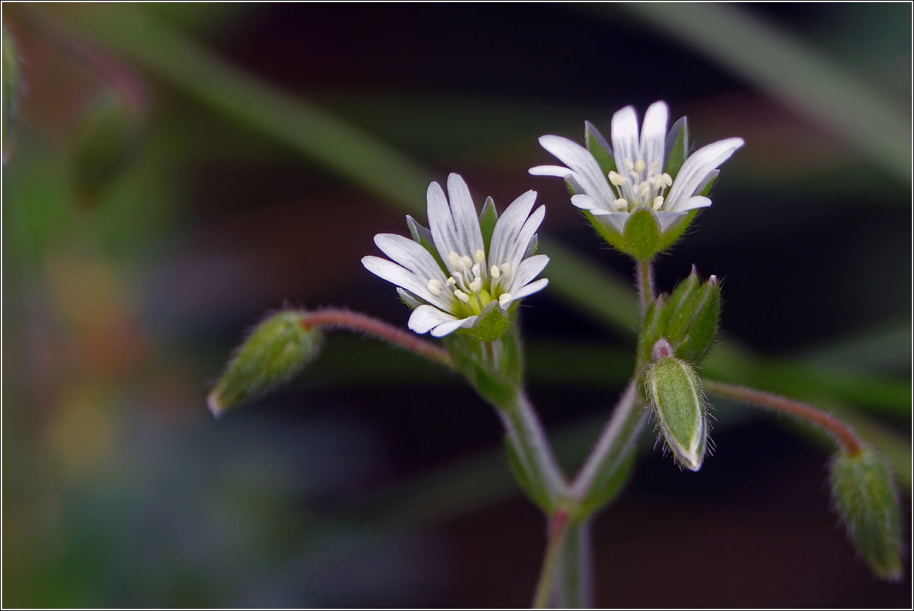 Image of genus Cerastium specimen.