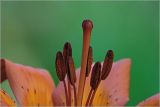 Lilium pensylvanicum. Пестик и тычинки. Московская обл., Раменский р-н, окр. дер. Хрипань, садовый участок. 19.06.2026.