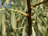 Elaeagnus angustifolia. Часть ветви с основаниями молодых побегов. Оренбургская обл., Беляевский р-н, Донской сельсовет, каменистая степь, нарушенное местообитание. 9 июня 2025 г.
